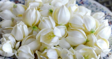 Flor de izote