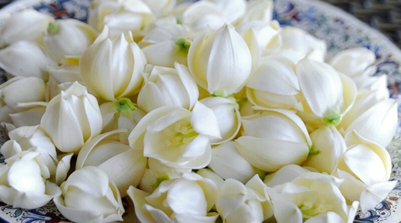 Flor de izote